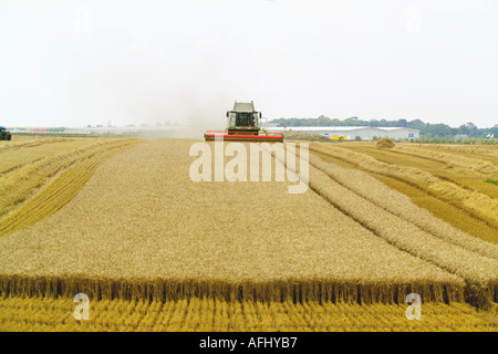 Beim Ernten von Weizen Claas Lexion 580 Terra Trac Mähdrescher Stockfoto