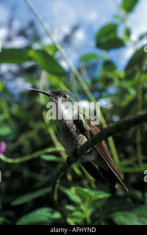 Weiße Chested Smaragd Trinidad Stockfoto