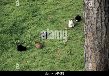 Italien Rom fünf Katzen In die Zona Argentinien archäologische Fundstätte Stockfoto