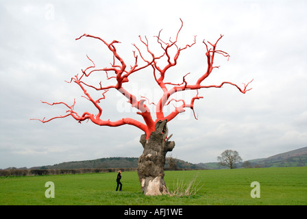 Diese alten umwickelte Bäume Montgomeryshire ist Teil einer Serie namens gebundenen erstellt von Cardiff ansässigen Künstlers Philippa Lawrence, Stockfoto