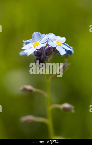 Vergissmeinnicht Blumen Myosotis Alpestris wachsen wild im Wald Stockfoto