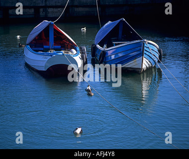 Traditionelle Fischerei Cobles vertäut im Hafen Northumberland schlendern mit Eiderente Stockfoto