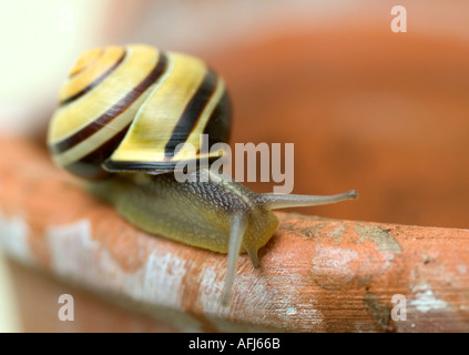 Bunte Weißlippen gebänderten Schnecke Bänderschnecken Hortensis auf Terrakotta-Topf-Felge Stockfoto