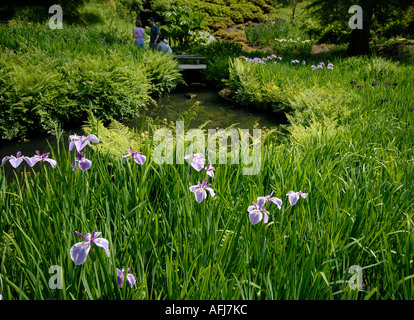 Die Iris Dell bei Wakehurst in West Sussex. Stockfoto