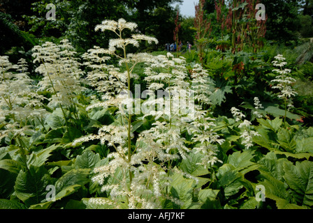 Die Kiefern-Garten am St Margarets Bay in Kent. Stockfoto