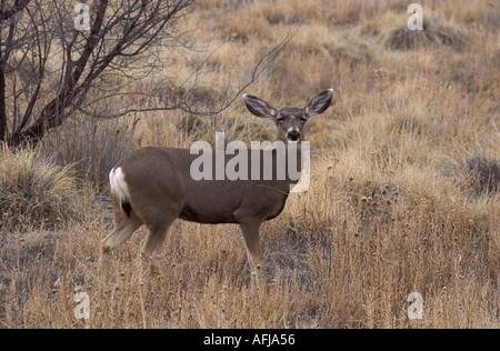 Maultier-Rotwild-New-Mexico Stockfoto