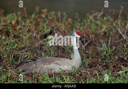 Sandhill Kran nisten Grus Canadensis sitzen auf nisten Inkubation Eiern Sarasota Florida Stockfoto