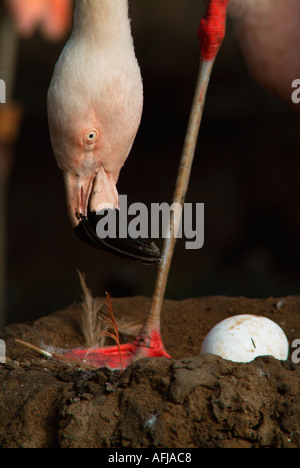 Chilenische Flamingo Phoenicopterus Chilensis stehend auf Nest mit Ei Nuture gefangen fürsorgliche Pflege Mutter baby Stockfoto