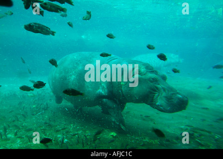 Nilpferd Unterwasser schwimmen in Gefangenschaft Stockfoto