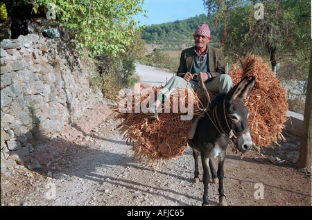 Älterer Mann wieder auf seinem Esel einen eine Last von Hafer nach einem Arbeitstag in den Bereichen. Stockfoto