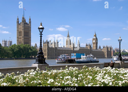 Weiße Rosen in voller Blüte mit der Themse und Houses of Parliament jenseits und Türme der Westminster Abbey entfernt Stockfoto