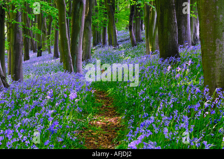 Pfad durch Glockenblumen und Buche Bäume in Prioren Holz in der Nähe von Portbury, North Somerset, England. Stockfoto