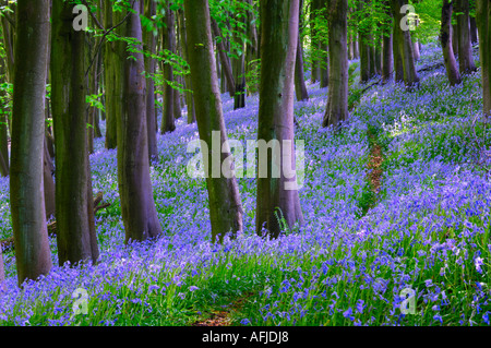 Pfad durch Glockenblumen und Buche Bäume in Prioren Holz in der Nähe von Portbury, North Somerset, England. Stockfoto