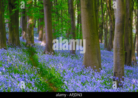 Pfad durch Glockenblumen und Buche Bäume in Prioren Holz in der Nähe von Portbury, North Somerset, England. Stockfoto