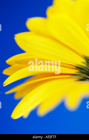 Gelbe Gerbera Blume vor einem blauen Hintergrund mit einer engen Schärfentiefe für einen selektiven Fokus Stockfoto