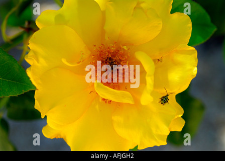 "^ Gelbe Rosenblüten, gelb gefleckte Käfer" Stockfoto