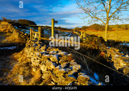 Winter's Morgen Sonnenlicht an einem frostigen Stonewall am Beginn der Fußweg zu Velvet unten auf die Mendip Hills in der Nähe der Kartause, Somerset, England Stockfoto