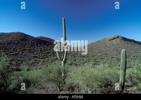 Saguaro Kaktus, Cereus giganteus Stockfoto