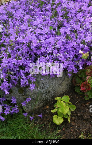 Lila CAMPANULA. BELL FLOWER. Stockfoto