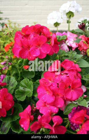 GARTENBAU. DUNKEL ROSA PELARGONIEN. HORIZON SERIES. GERANIACEAE Stockfoto