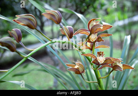 Nahaufnahme der Orchidee im königlichen Godavari Botanischer Garten Nepal Stockfoto