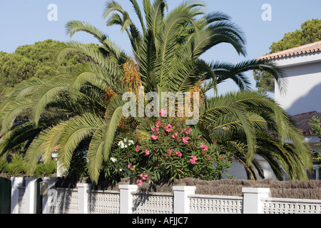 Palme und Bougainvillea im Garten der villa Stockfoto