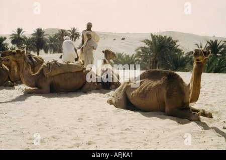 Sahara Algerien Kamele Stockfoto