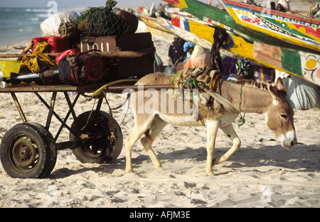 Esel-Warenkorb - Plage des Pêcheurs, Nouakchott, Mauretanien Stockfoto