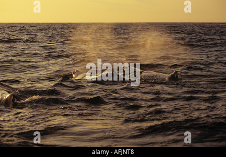 ATMUNG, POTTWAL UND SONNENUNTERGANG GALAPAGOS INSELN ECUADOR Stockfoto