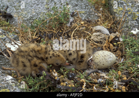 Gemeinsamen Tern Küken und Schraffur Ei im Nest auf Samson Insel Isles of Scilly Cornwall England Stockfoto