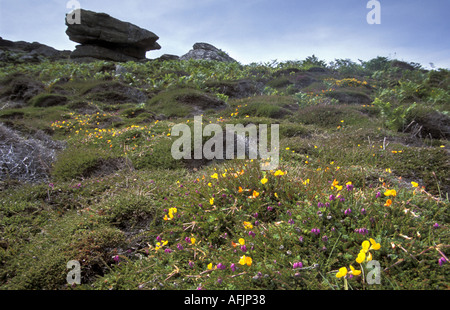 Gewellte Heidelandschaft auf St Martin s Insel Isles of Scilly Cornwall England Stockfoto