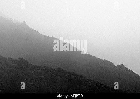 Schwarz / weiß Bild der windgepeitschten Bäumen auf der Seite ein Nebel bedeckt Hügel in Neuseeland. Stockfoto