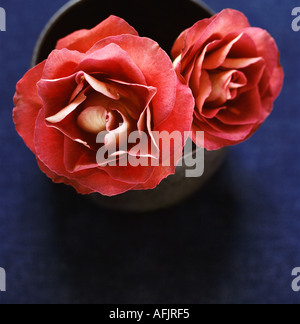 Zwei rote Rosen in Schüssel auf blauem Hintergrund Stockfoto