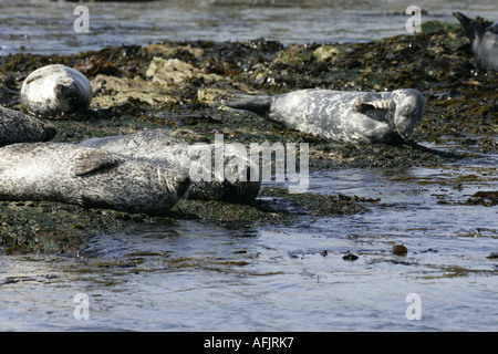 grau und Hafen Seehunde sonnen sich auf Felsen im Rathlin Hafen Kirche Bucht Rathlin Insel Nordirland Stockfoto