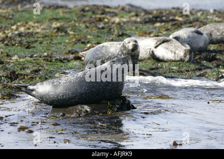 grau und Hafen Seehunde sonnen sich auf Felsen im Rathlin Hafen Kirche Bucht Rathlin Insel Nordirland Stockfoto