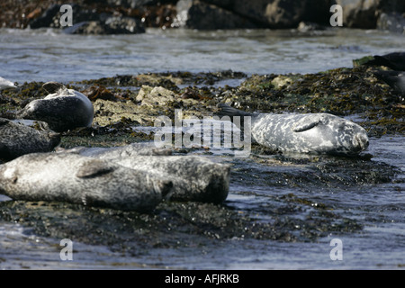 grau und Hafen Seehunde sonnen sich auf Felsen im Rathlin Hafen Kirche Bucht Rathlin Insel Nordirland Stockfoto