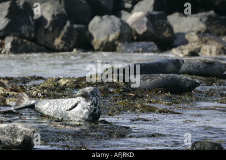 grau und Hafen Seehunde sonnen sich auf Felsen im Rathlin Hafen Kirche Bucht Rathlin Insel Nordirland Stockfoto