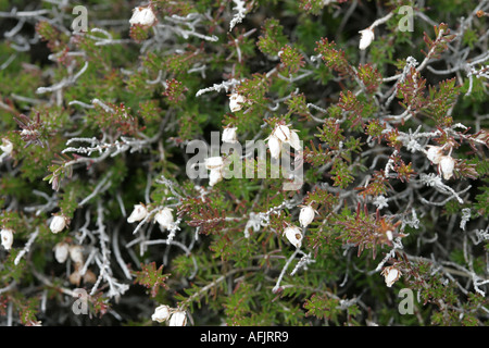 weiße Heidekraut Blumen sterben Cassiope Mertensiana auf Nahaufnahme Rathlin Insel-Nordirland Stockfoto