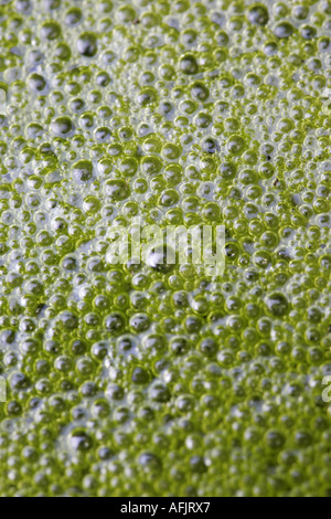 Blasen im grünen Algen Teichabschaum stehendes Süßwasser hautnah Stockfoto