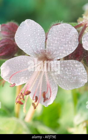 Geranium Macrorrhizum 'Album'. AGM-Storchschnabel Stockfoto