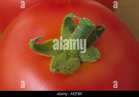 Solanum lycopersicum syn Lycopersicon esculentum 'Kosaken'. F1 Hybrid. Nahaufnahme der Oberseite der Tomate. Stockfoto
