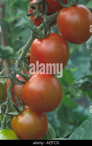Solanum lycopersicum syn Lycopersicon esculentum 'Fantasia'. F1 Hybrid. Tomaten wachsen im Gewächshaus. Stockfoto