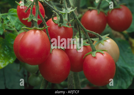 Solanum lycopersicum syn Lycopersicon esculentum 'Gartenperle'. syn. Gartenperle. Kirschtomaten wachsen im Gewächshaus. Stockfoto