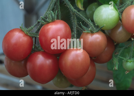 Solanum lycopersicum syn Lycopersicon esculentum 'Gartenperle'. syn. Gartenperle. Kirschtomaten wachsen im Gewächshaus. Stockfoto