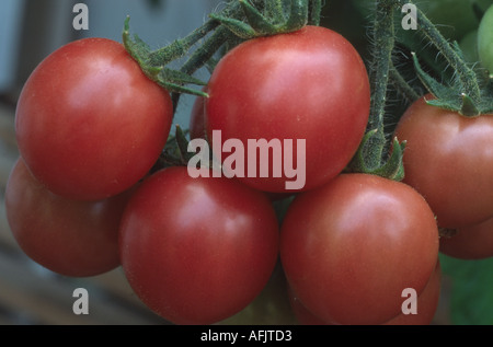 Solanum lycopersicum syn Lycopersicon esculentum 'Gartenperle'. syn. Gartenperle. Kirschtomaten wachsen im Gewächshaus. Stockfoto