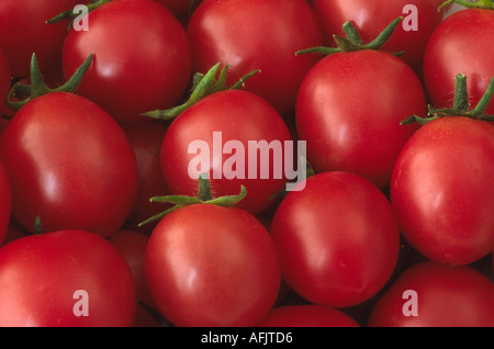 Lycopersicon Esculentum Gartenperle Sy Garten Perle Cherry Tomaten Im Gewachshaus Wachsen Stockfoto Bild 4559058 Alamy