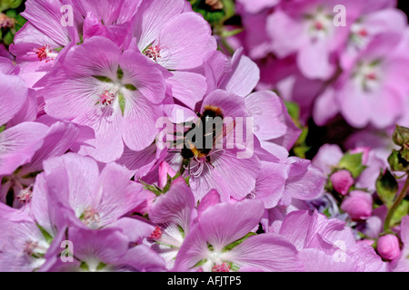 SIDALCEA MALVIFLORA Stockfoto