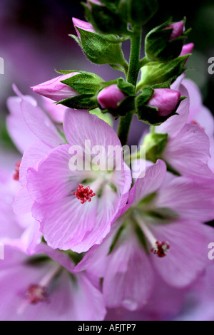 SIDALCEA MALVIFLORA Stockfoto