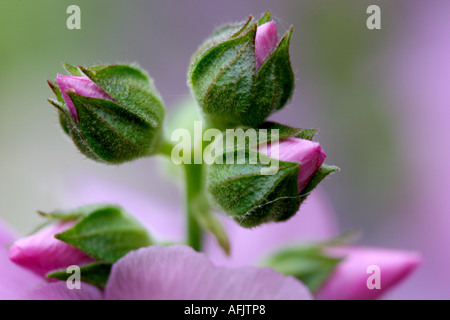 SIDALCEA MALVIFLORA Stockfoto