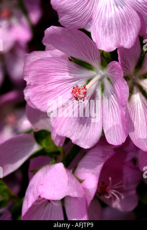 SIDALCEA MALVIFLORA Stockfoto